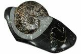 Cretaceous Ammonite (Craspedodiscus) Fossil #228154-2